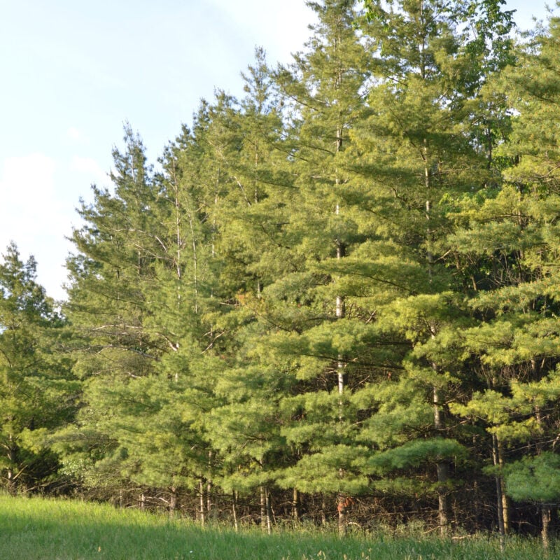 Row of Eastern White Pine in Guelph, Canada