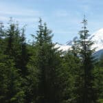 A view of Mount Rainier with Western Hemlocks in the foreground.