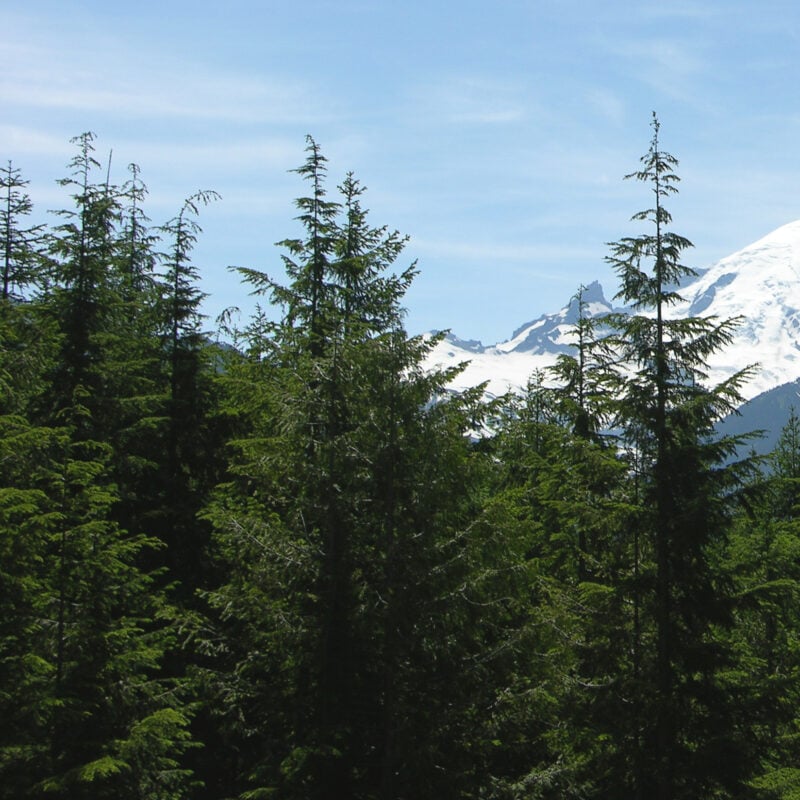 A view of Mount Rainier with Western Hemlocks in the foreground.