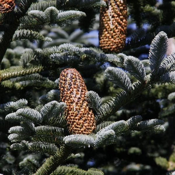 A young Noble Fir potted tree showing its strong, tiered branch structure, perfect for heavy ornaments. Noble fir Potted Christmas Tree, cones on a branch.