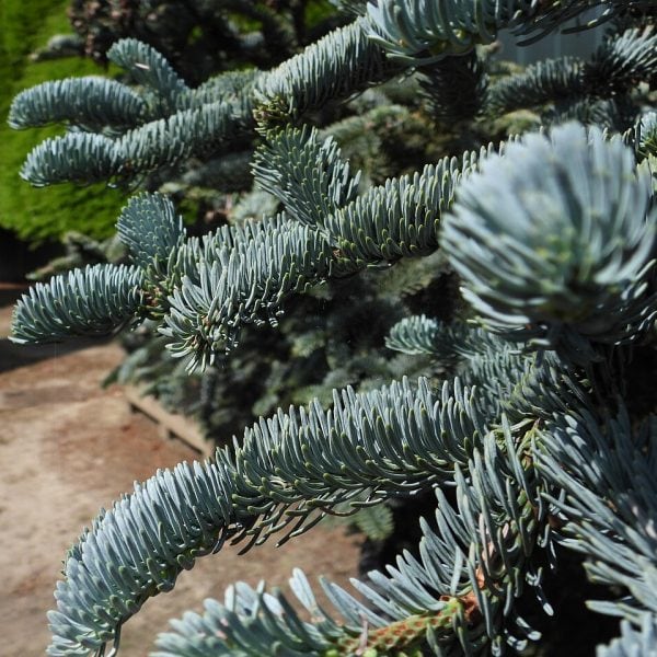 Close-up of the beautiful blue-green needles of a premium Abies procera for sale. Noble fir Potted Christmas Tree, side view of the blue green needles.