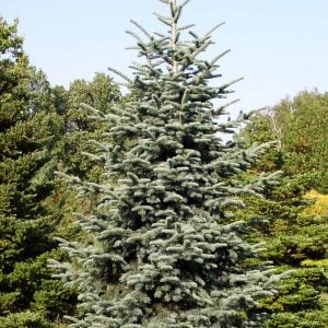 Noble fir Potted Christmas Tree, full tree growing in an arboretum.