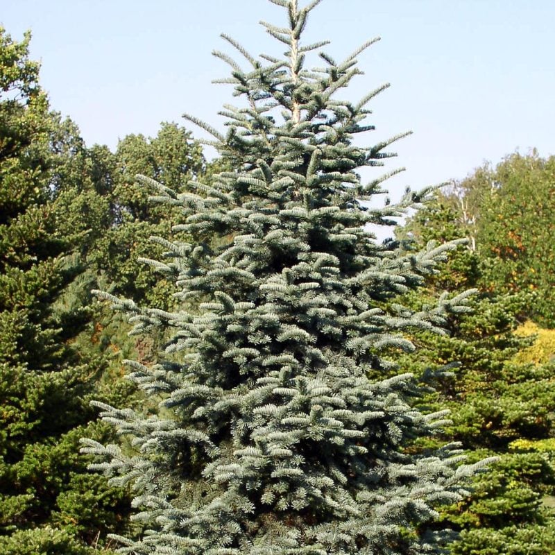 Abies procera PCT full 4 e1756107582425 Noble fir Potted Christmas Tree, full tree growing in an arboretum.