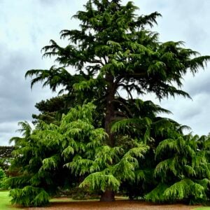 A Deodar Cedar tree specimen at Kew Gardens.