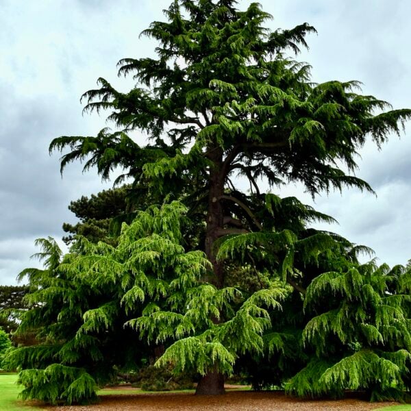 A Deodar Cedar tree specimen at Kew Gardens.