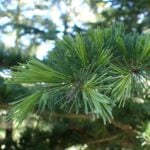 A Deodar Cedar branch, with new shoots emerging.