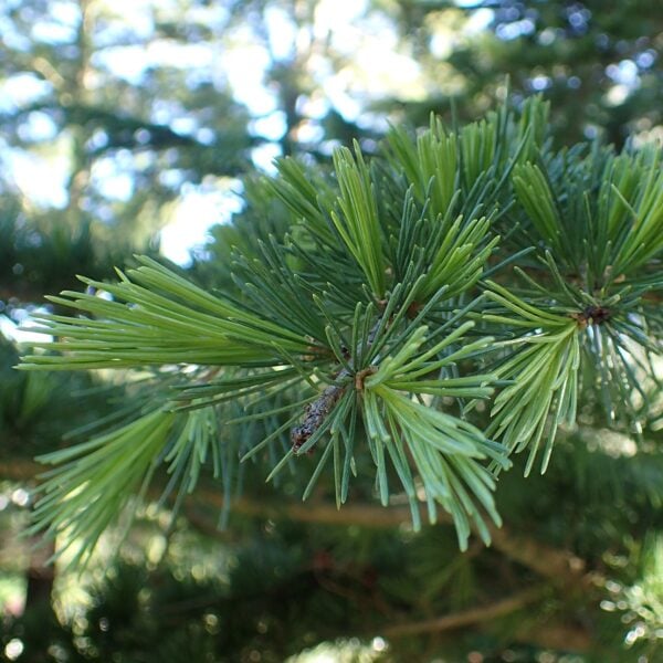 A Deodar Cedar branch, with new shoots emerging.
