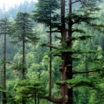 A tall Deodar Cedar forest in the Himalayas.