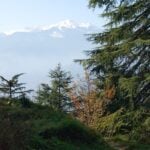Deodar Cedars growing in the wild, overlooking a Himalayan mountain.