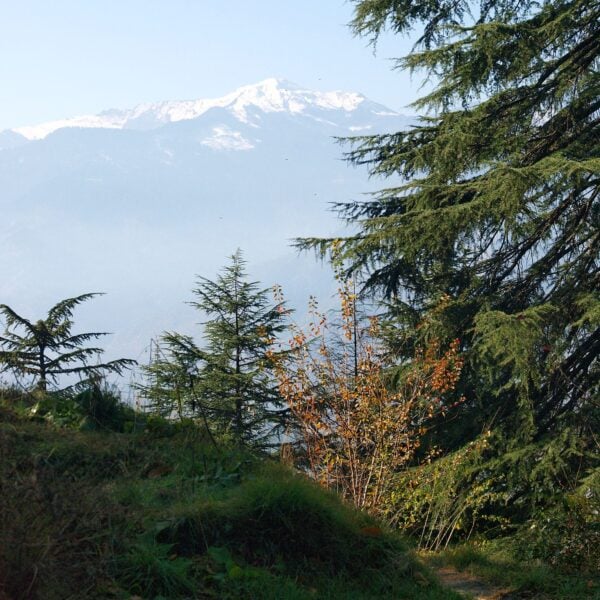 Deodar Cedars growing in the wild, overlooking a Himalayan mountain.