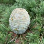 A mature Deodar Cedar seed cone.