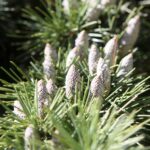 Male strobili that produce pollen on a Deodar Cedar.