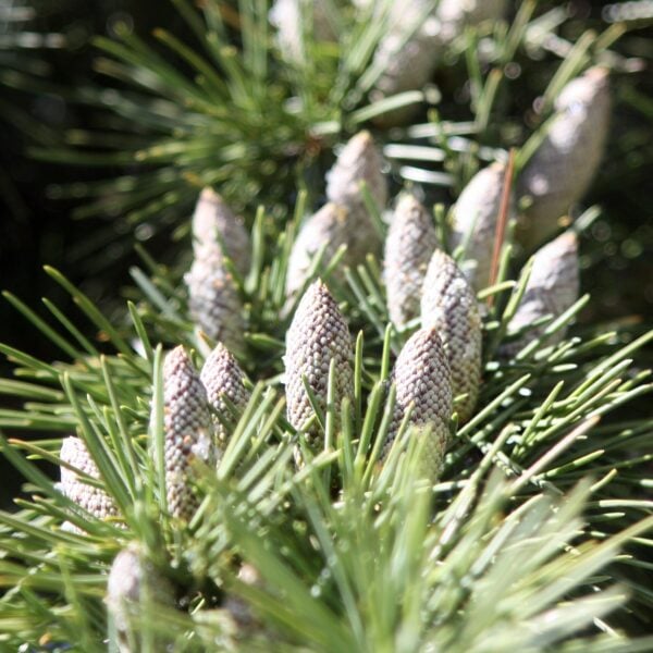 Male strobili that produce pollen on a Deodar Cedar.