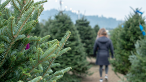Real Christmas Trees at a Christmas Tree Farm.