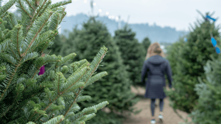 Real Christmas Trees at a Christmas Tree Farm.