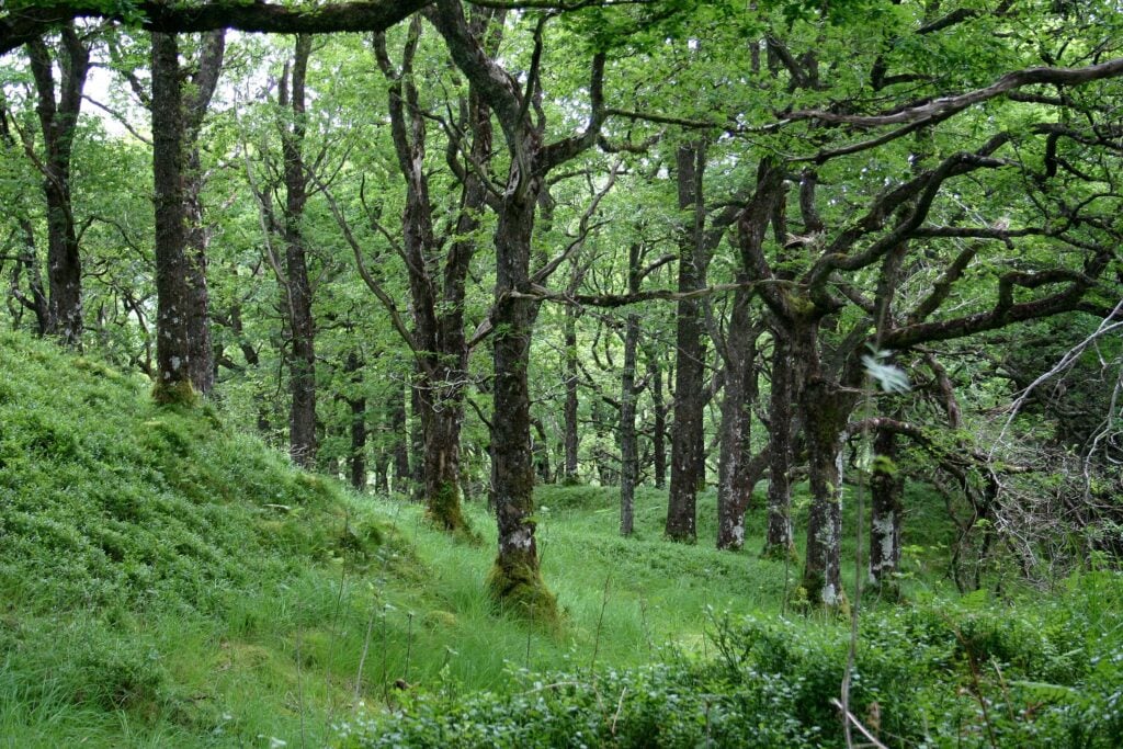 Under a canopy of European Oaks, the magical and magestic Quercus patraea.