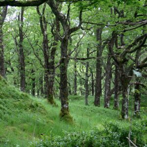 Under a canopy of European Oaks, the magical and magestic Quercus patraea.
