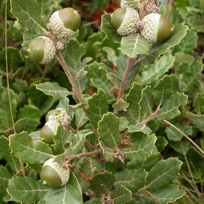 Lusitanica Oak leaves and acorn nuts.