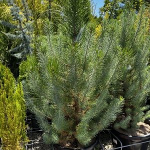 Stone Pine Potted Christmas Tree in the nursery.