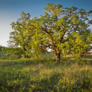 A grassy field with North American Oaks (Bur Oak)