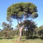 Stone Pine growing wild in a field in Portugal.
