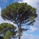 Stone Pine in Europe.