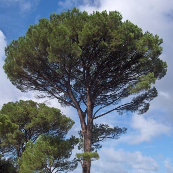Stone Pine in Europe.