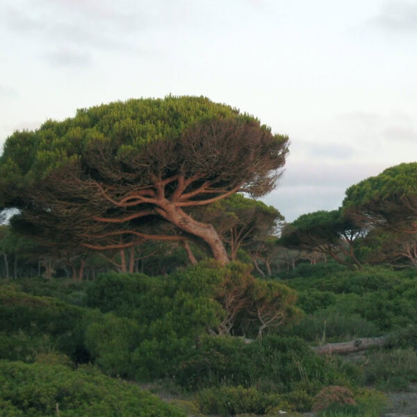 Windswept Stone Pine in Spain.