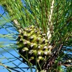 Stone Pine and developing cone and needles.