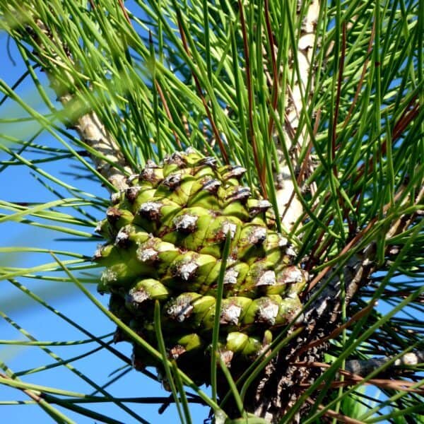 Stone Pine and developing cone and needles.