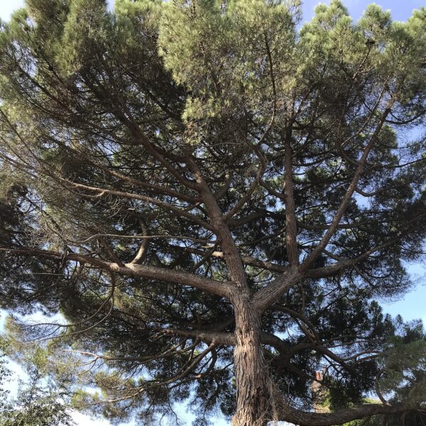 Underside of a Stone Pine.