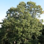 A grand mature Chestnut-leaved Oak in a botanical garden in France.