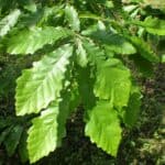 Chestnut-leaved oak leaves, close up