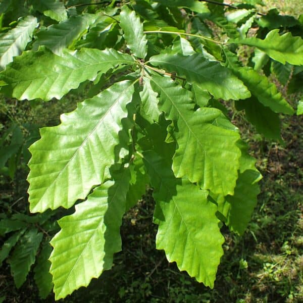 Chestnut-leaved oak leaves, close up