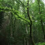 Chestnut-leaved Oak growing in an arboretum in Belgium.