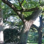 A Chestnut-leaved Oak trunk in a botanical garden in France.