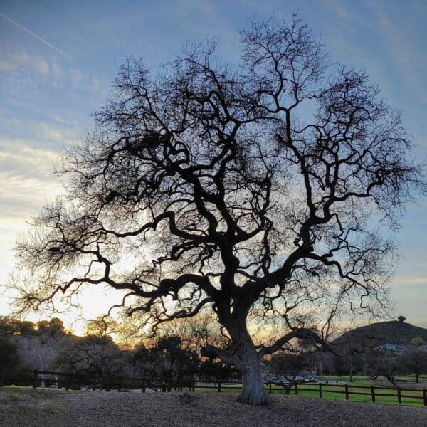 Valley Oak silhouette on a farm.