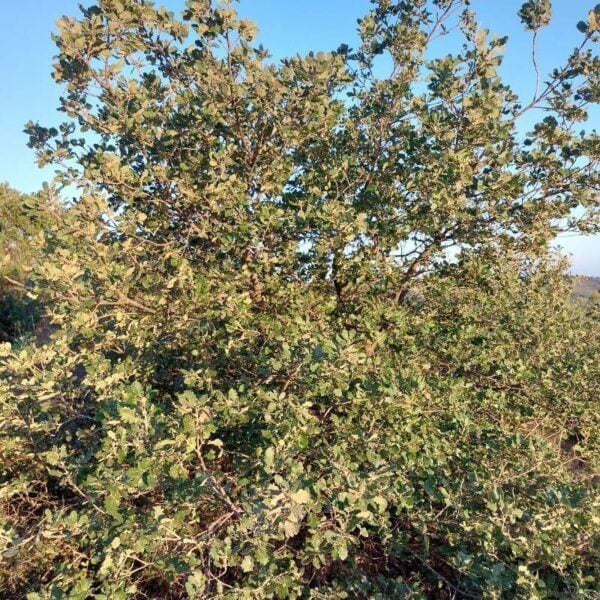 A young Lusitanian Oak tree.