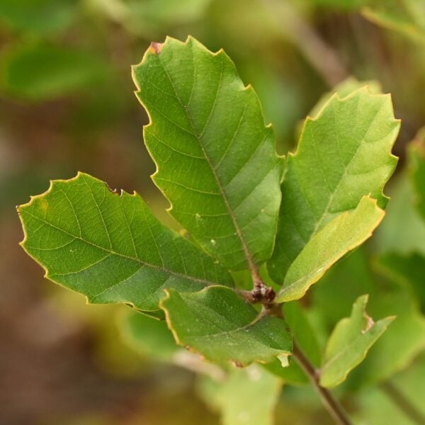 Spring Lusitanian Oak leaves.