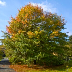 Pin Oak tree blushing with early autumn hues.