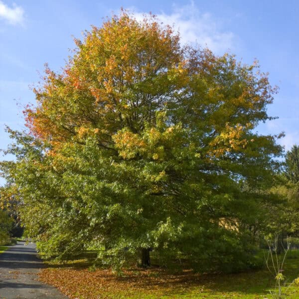 Pin Oak tree blushing with early autumn hues.