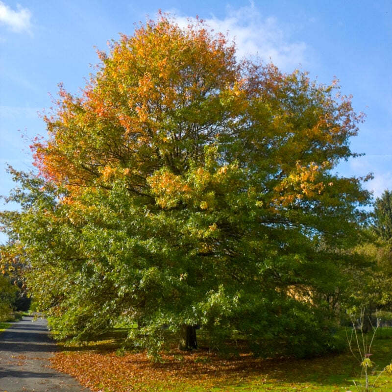 Pin Oak tree blushing with early autumn hues.