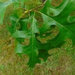 Pin Oak leaves in summer.