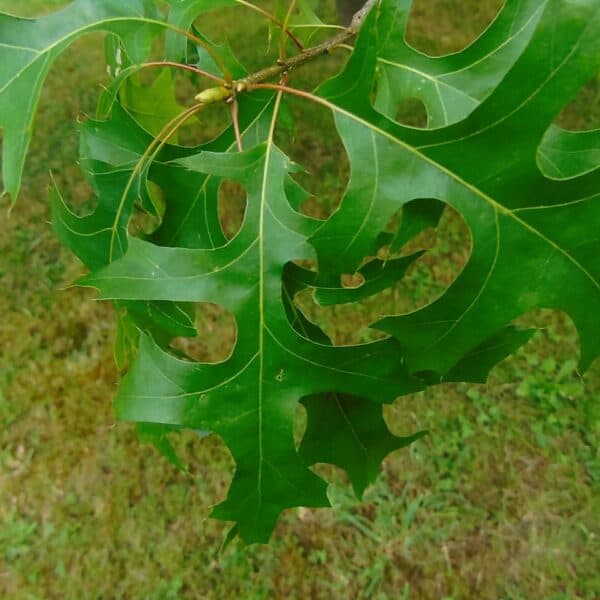 Pin Oak leaves in summer.