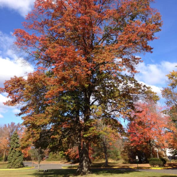 Pin Oak tree in full autumn blaze.