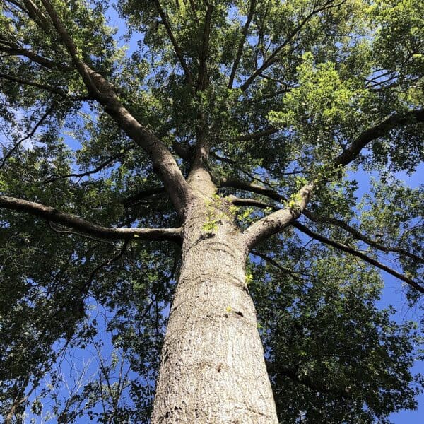 Trunk of a mature Pin Oak tree in summer.