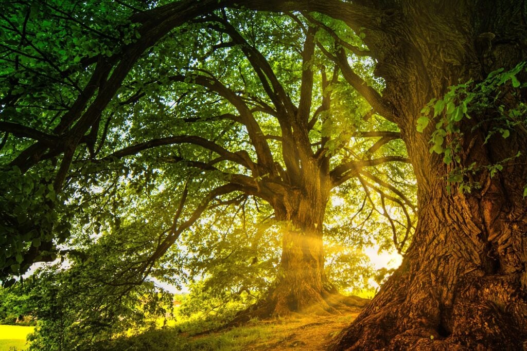 Magistic vista of ancient Oaks