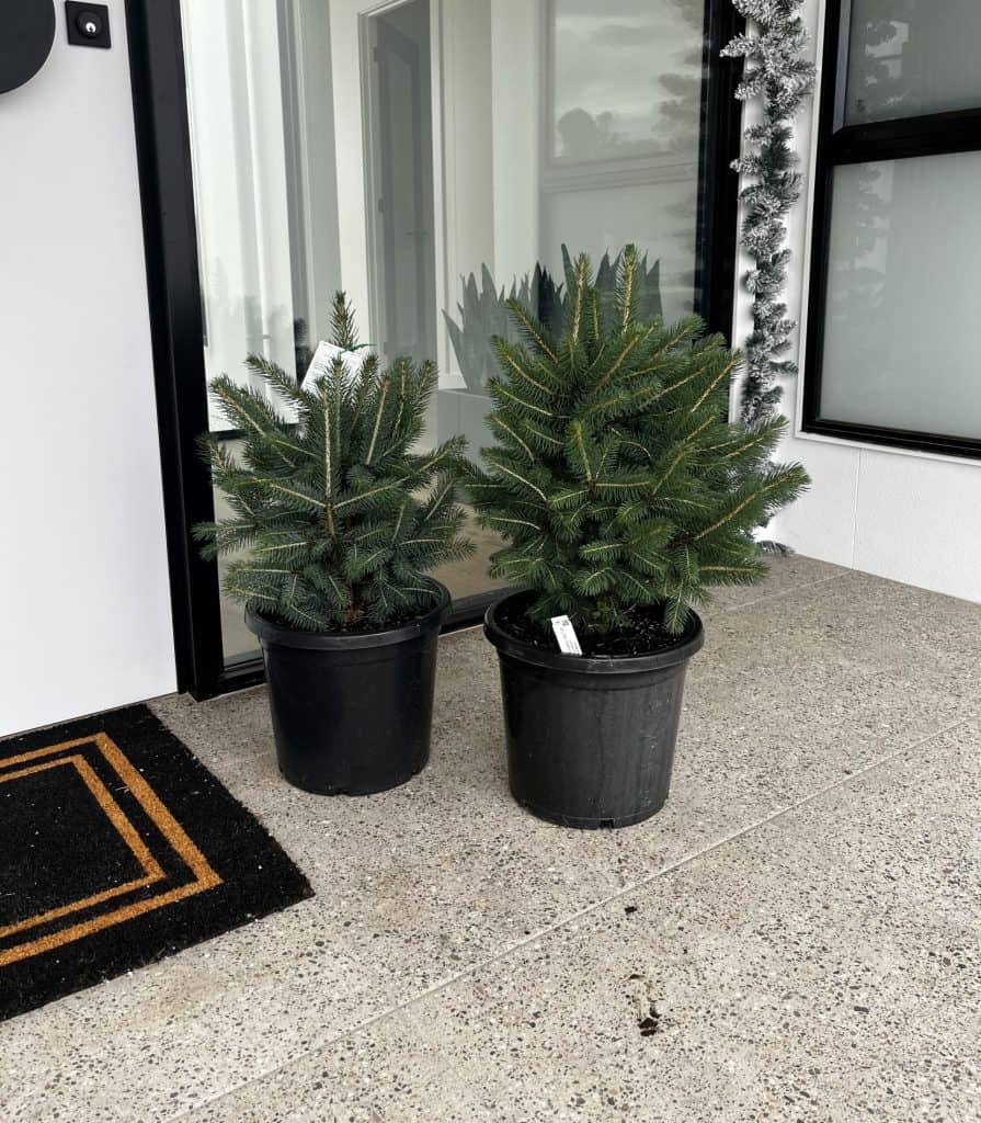 Beautiful potted spruce delivery