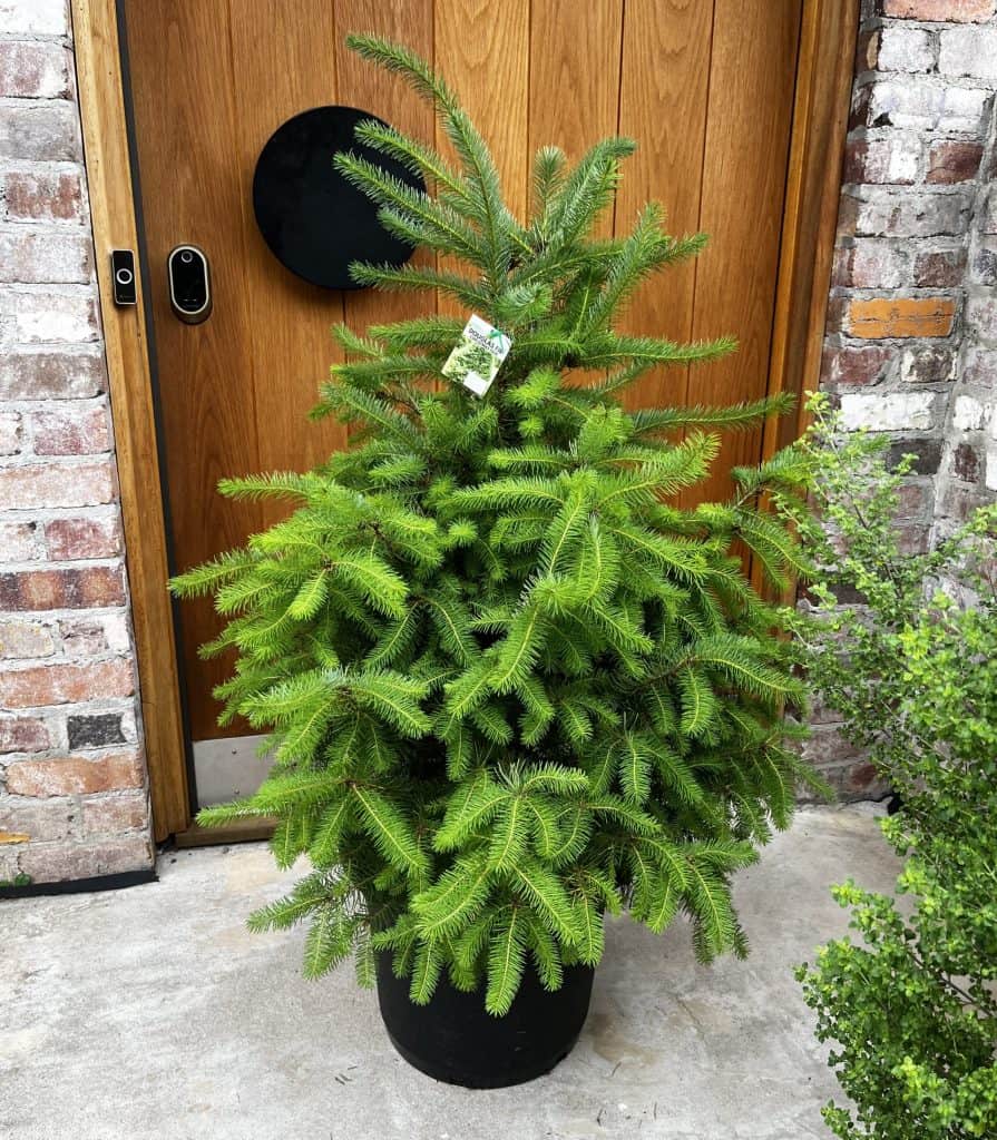 Beautiful potted Douglas Fir delivery
