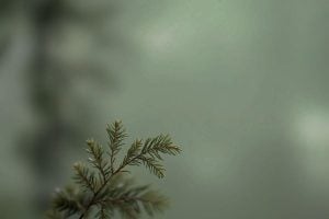 Sequoia Valley Farms Hero Banner two, with a conifer branch in focus with a misty forest background